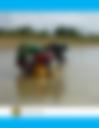 Modélisation du bilan hydrique du réservoir de Tandjari au Burkina Faso